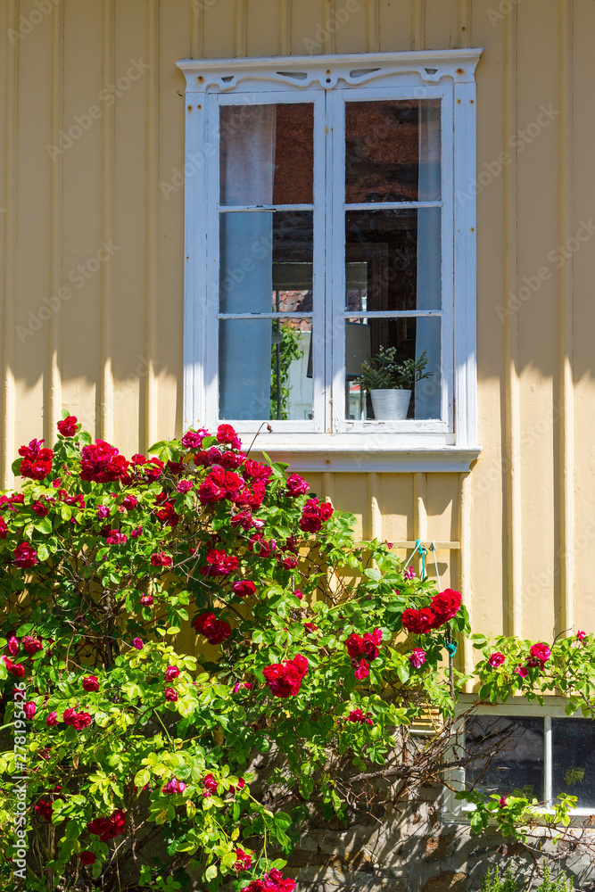 Red roses at a house window in the garden Red roses at a house window in the garden