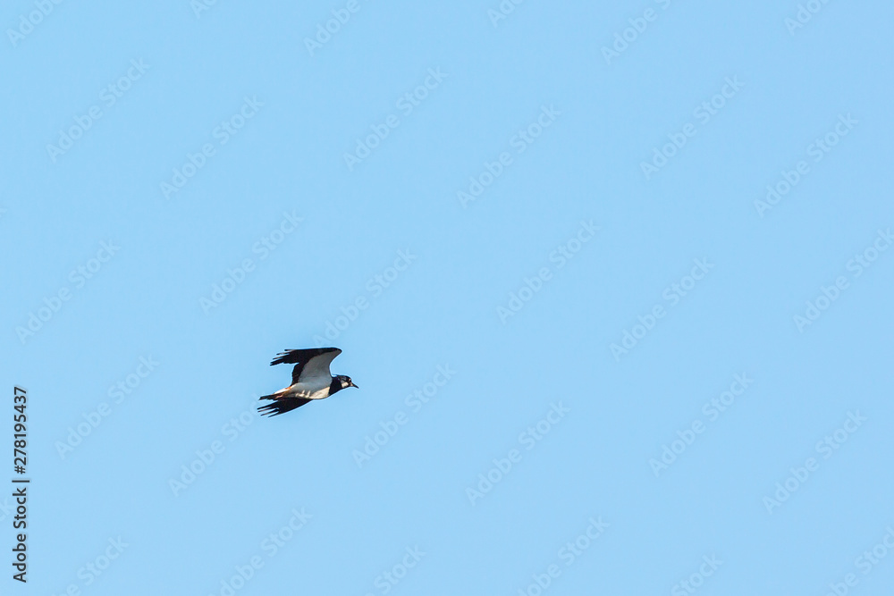 Northern Lapwing bird come flying in the sky