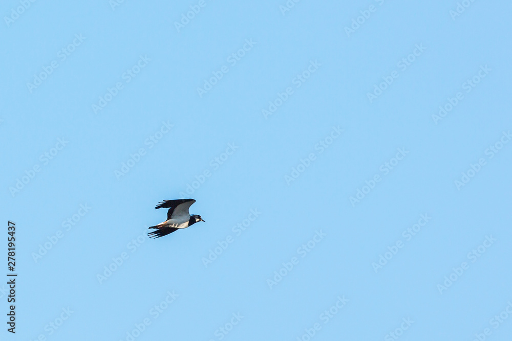 Northern Lapwing bird come flying in the sky Northern Lapwing bird come flying in the sky