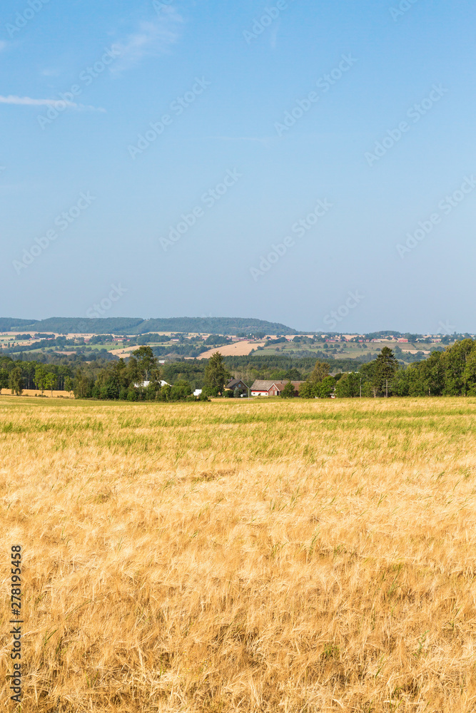 Rural landscape view with ripe cornfields