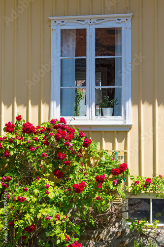 Red roses at a house window in the garden