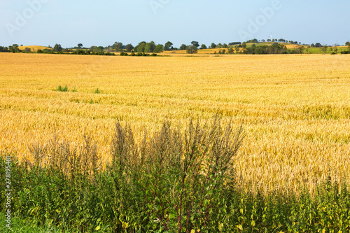 View of ripe corn field in the countryside