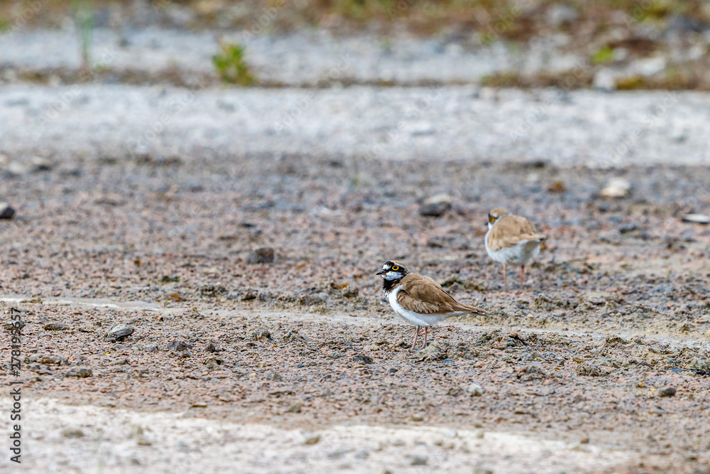 Fototapeta premium Two Little ringed plover on the ground