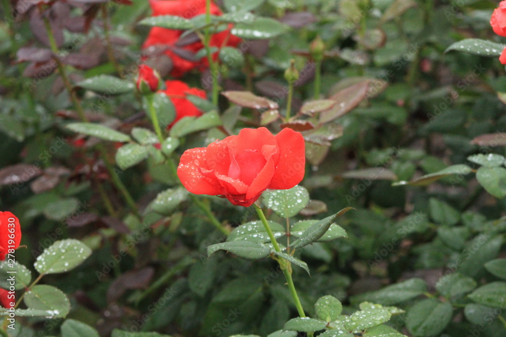 Obraz premium red rose in the garden