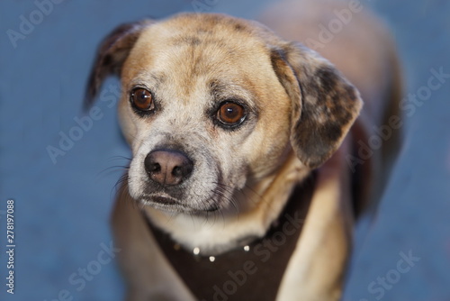 Hund - Mix Cocker Spaniel u. Yorkshire Terrier (Corkie)
