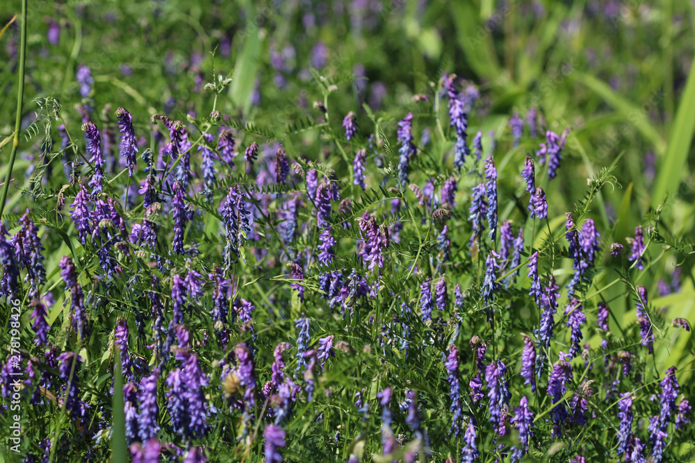Obraz premium Vicia cracca commonly called tufted vetch, bird or blue vetch and boreal vetch, blooming in spring