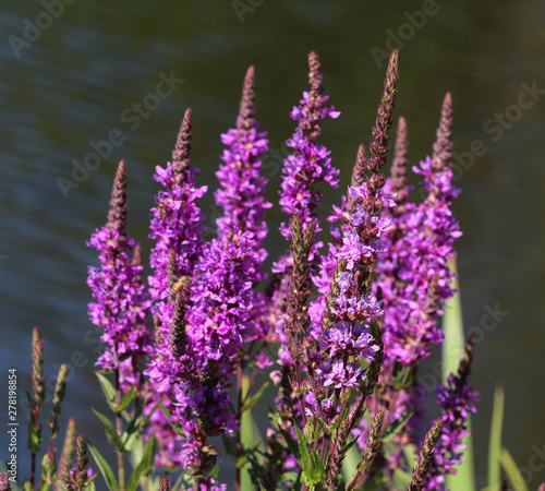 Lythrum salicaria flower blooming  common names are purple loosestrife  spiked loosestrife  or purple lythrum