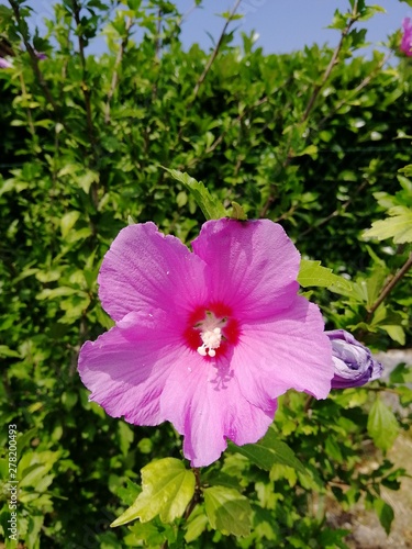 pink flower in the garden