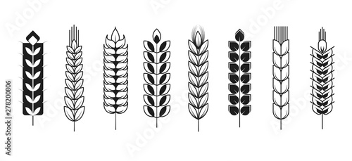 Spikelets or spikes wheat and barley rye and millet isolated plants