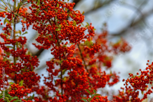 Small red berries with green leaves. Hawthorn autumn berries. Soft focus. Copy space