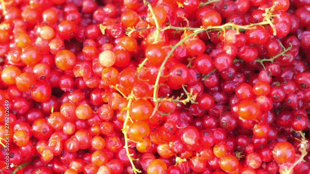 Closeup of ripe juicy berries of red currant. 4K UHD video Closeup of ripe juicy berries of red currant. 4K UHD video