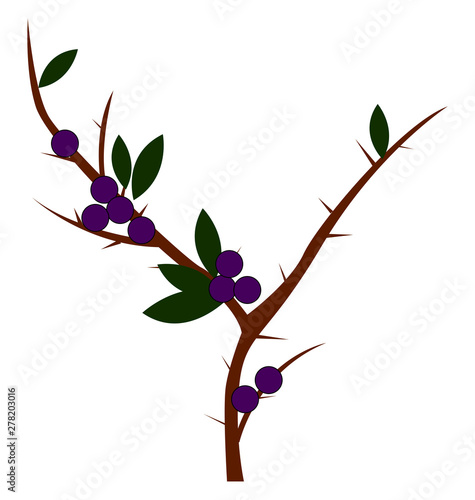 Purple blackthorn, illustration, vector on white background.