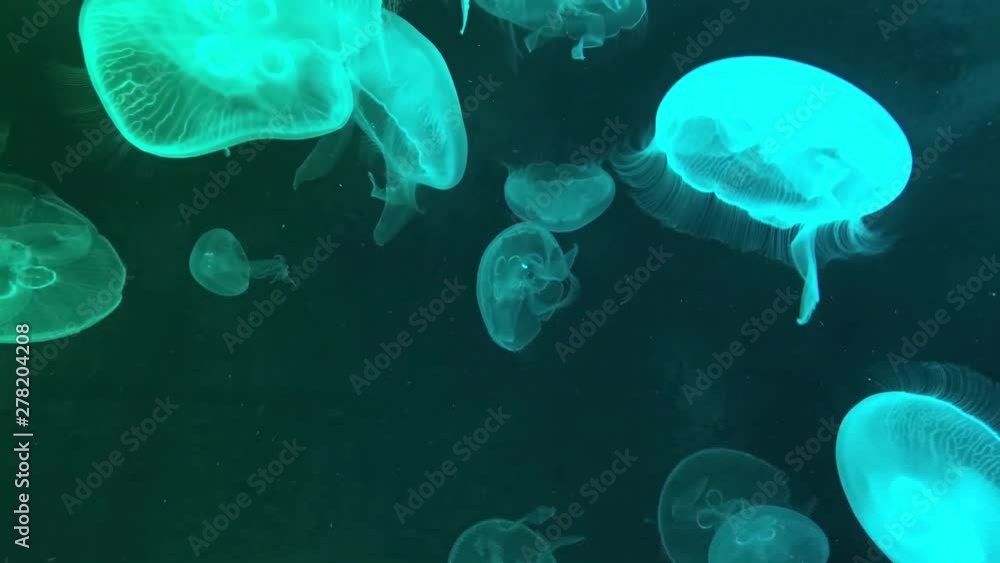 Blurry Video of Moon jellyfish Aurelia aurita red translucent color and dark background. Aurelia aurita (also called the common jellyfish, moon jellyfish, moon jelly, or saucer jelly) Blurry Video of Moon jellyfish Aurelia aurita red translucent color and dark background. Aurelia aurita (also called the common jellyfish, moon jellyfish, moon jelly, or saucer jelly)
