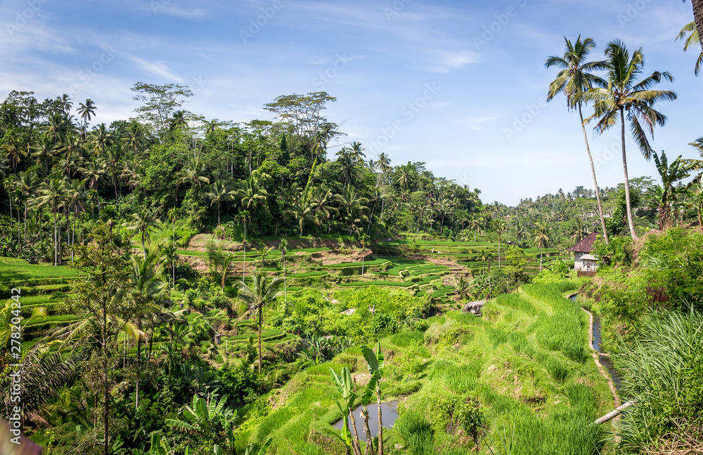 Rice terraces, Bali