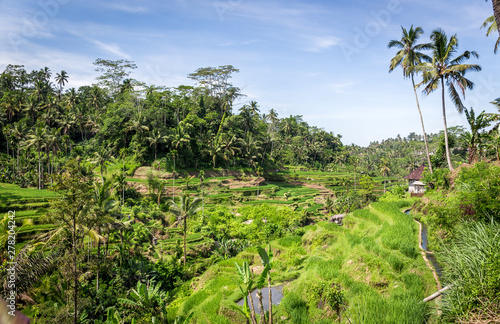 Rice terraces  Bali