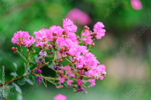 small pink flowers with light bokeh on background.