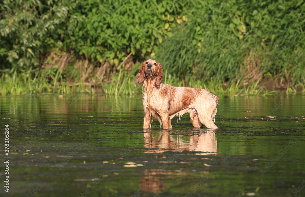 Beautiful dog breed Russian hunting spaniel on nature in the river Beautiful dog breed Russian hunting spaniel on nature in the river