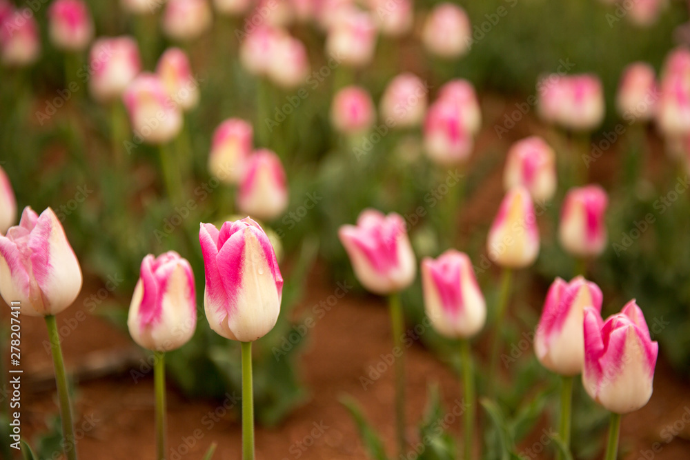 The blooming pink tulips in the spring