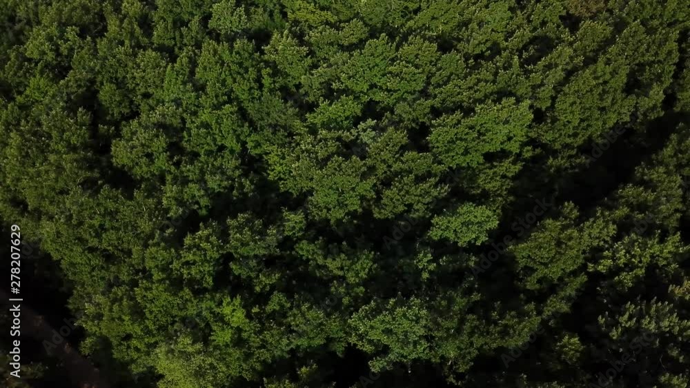 Aerial top view of summer green trees in forest background, Caucasus, Russia. Aerial top view of summer green trees in forest background, Caucasus, Russia.