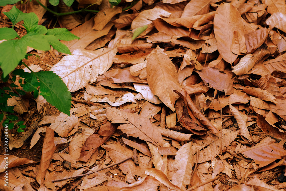 dry leaf on ground in garden walk way. dry leaf on ground in garden walk way.