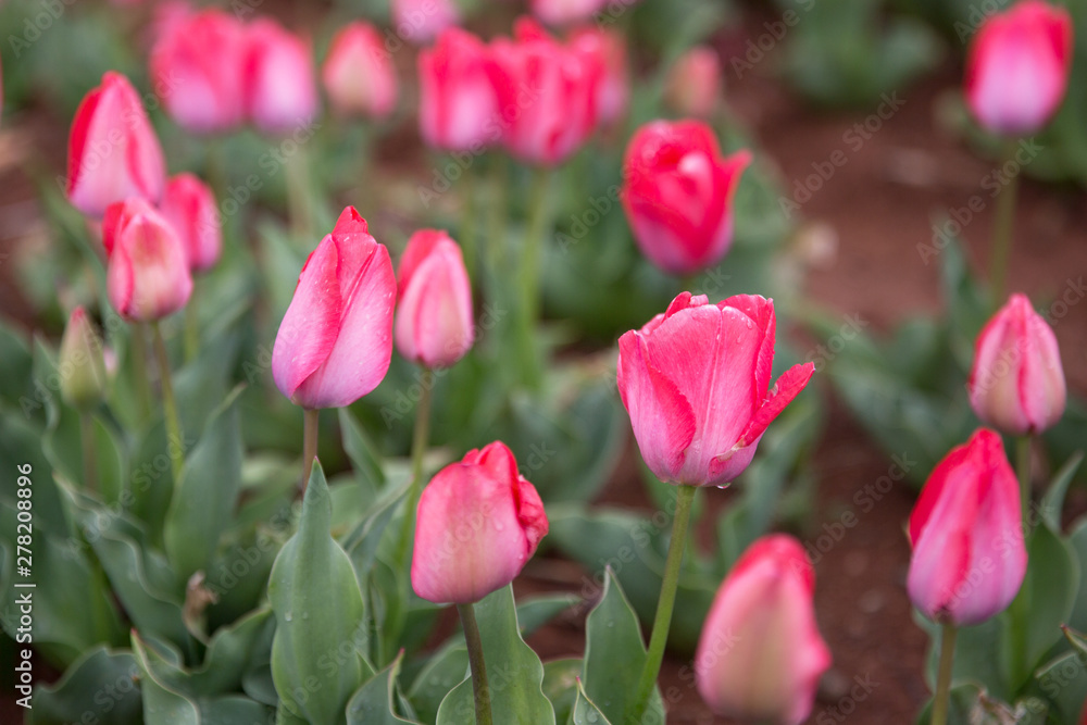 The blooming pink tulips in the spring