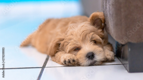 Filhote de cachorro deitado preguiçoso