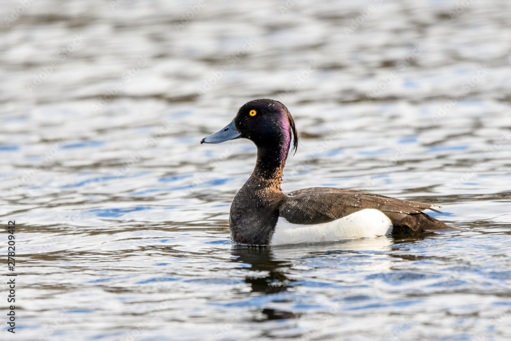 Small, black and white, diving duck  with yellow eyes and blue beak. The Tufted Duck - Aythya Fuligula - male