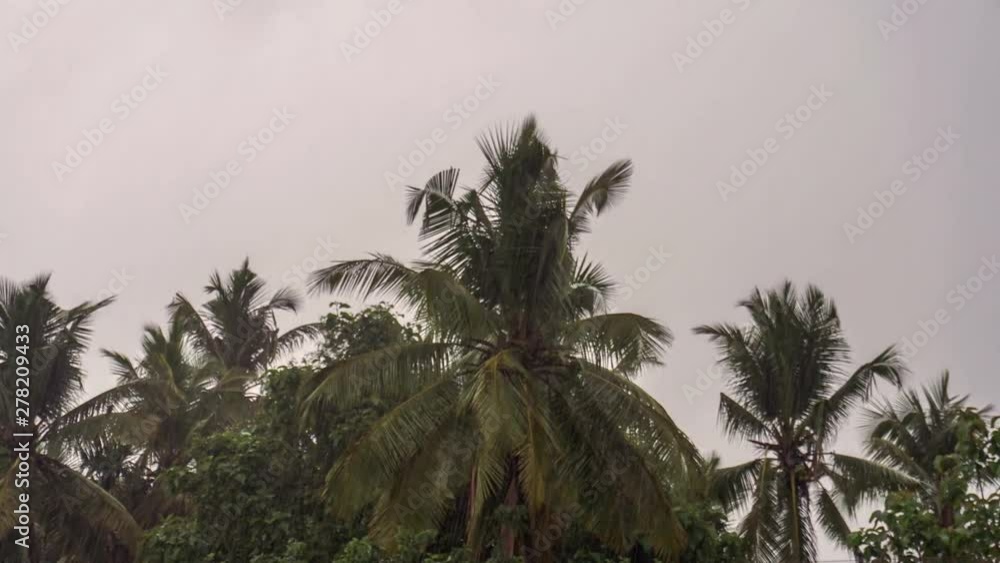 coconut tree on sky background coconut tree on sky background