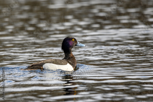 Small, black and white, diving duck  with yellow eyes and blue beak. The Tufted Duck - Aythya Fuligula - male
