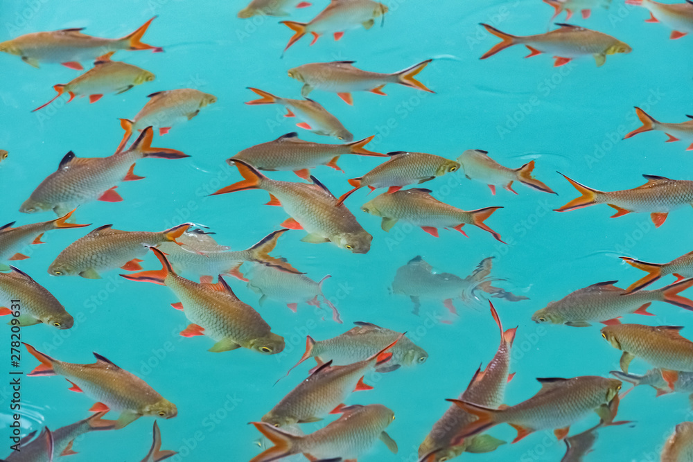 Big group of Red tail carp at Khao Sok National Park Big group of Red tail carp at Khao Sok National Park