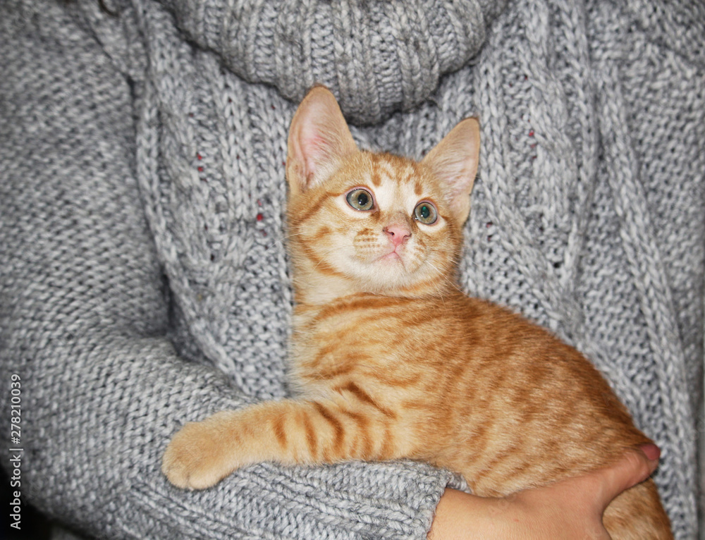 Little cute red tabby kitten sitting on her hands and curious looking