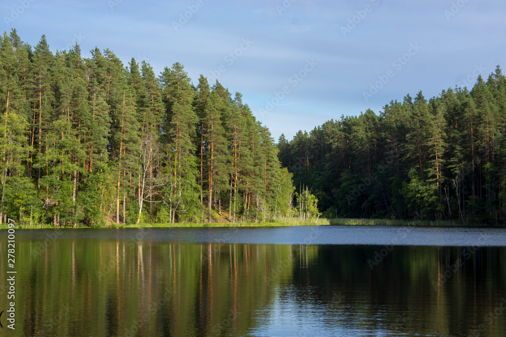 Small stream among pines. Karelia, Russia