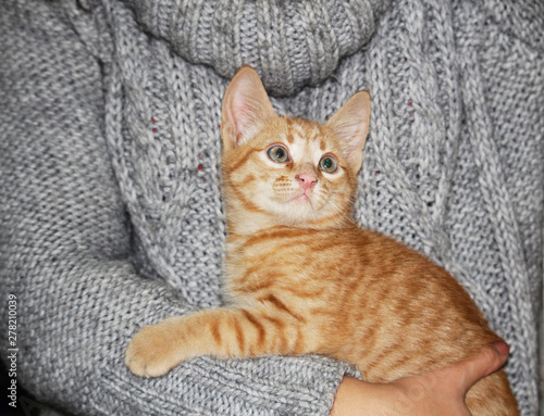 Little cute red tabby kitten sitting on her hands and curious looking