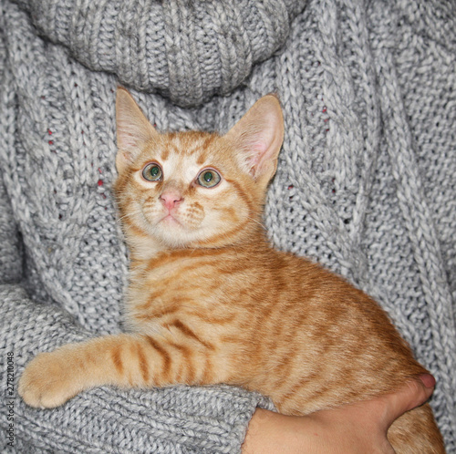 Little cute red tabby kitten sitting on her hands and curious looking