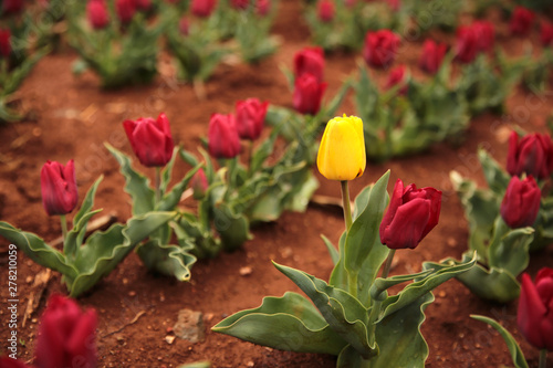 Dare to be different. yellow tulip