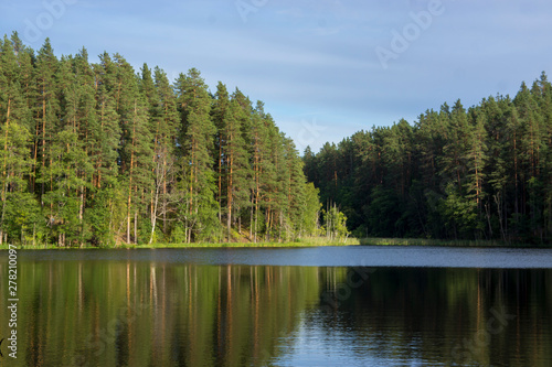 Small stream among pines. Karelia, Russia