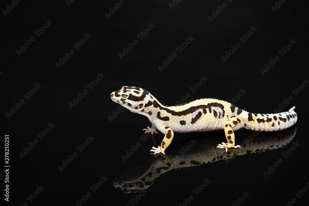 Naklejka premium Black and ivory Leopard gecko lizard with blue grey eyes with a reflection on a black background