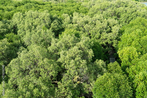 Top view of green mangrove forest. at Pak Nam Rayong Thailand.