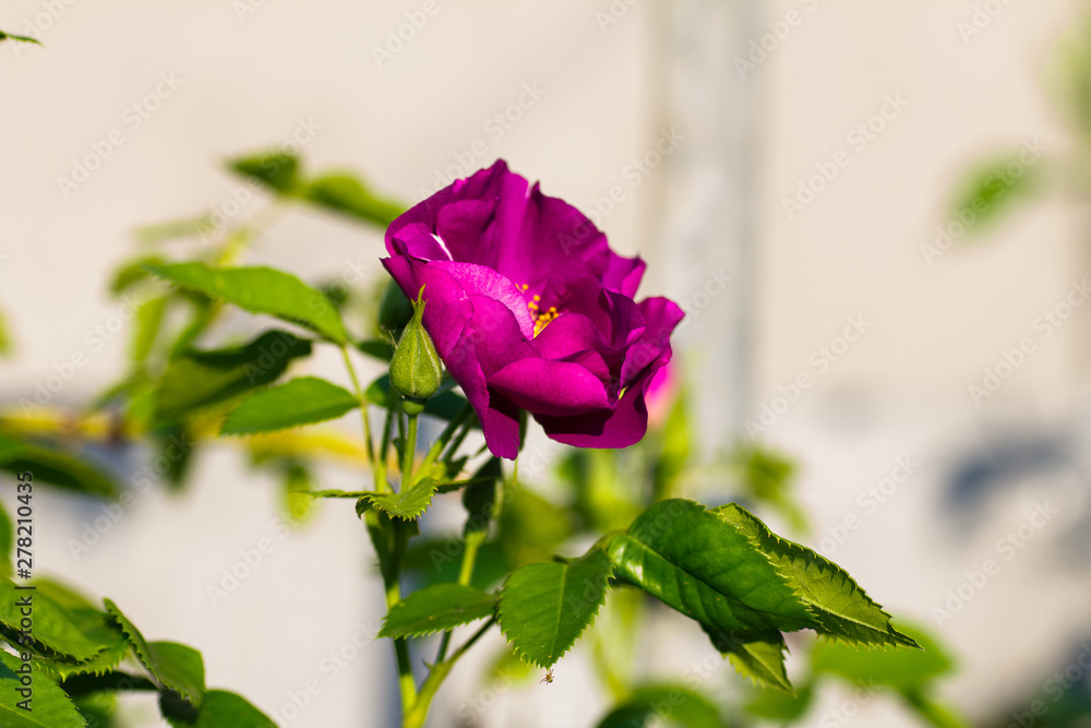 Purple rose on a gray background