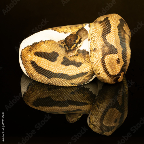 Close-up of an ivory and brown and green buttermorph ballpython adult full body lying on a black background with reflection photo