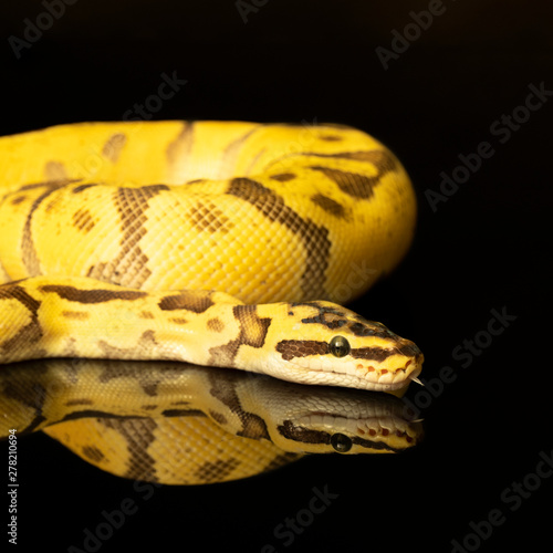 Close-up of a brown green and yellow buttermorph ballpython adult full body lying on a black background with reflection photo