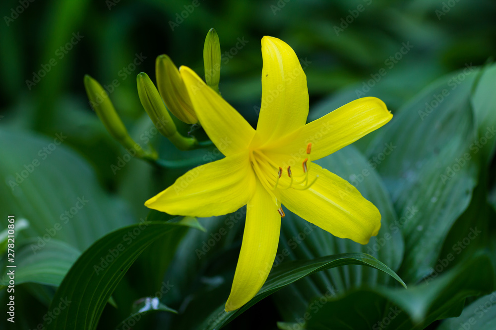 Blooming yellow lily in the garden Blooming yellow lily in the garden