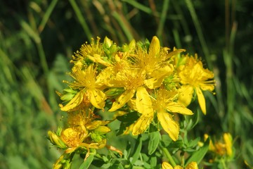 St Johns wort flowers in the meadow, closeup