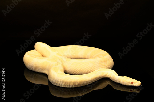 Close-up of a yellow and ivory buttermorph ballpython adult full body lying on a black background with reflection photo