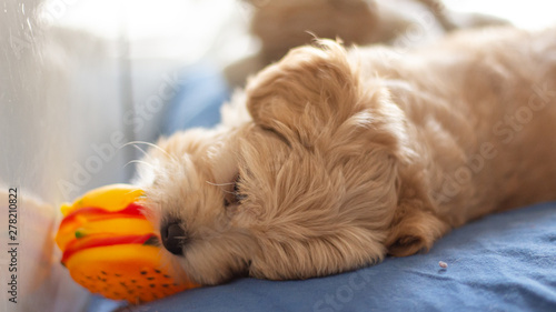 Filhote de cachorro brincando deitado com brinquedo