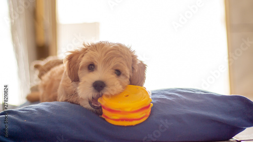 Filhote de cachorro brincando deitado de frente com brinquedo