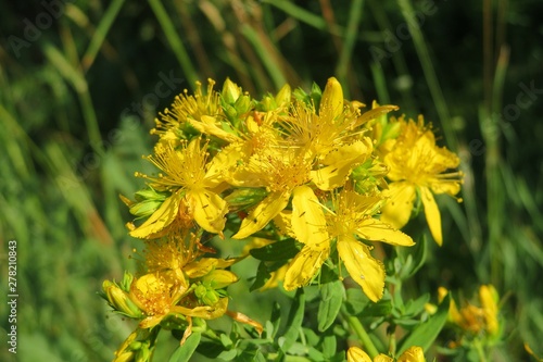 Vászonkép St Johns wort flowers in the meadow, closeup