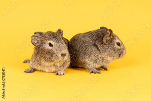 Two grey young guinea pigs next to eachother on a yellow background