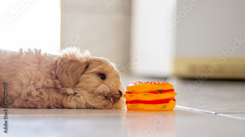 Filhote de cachorro brincando deitado com brinquedo