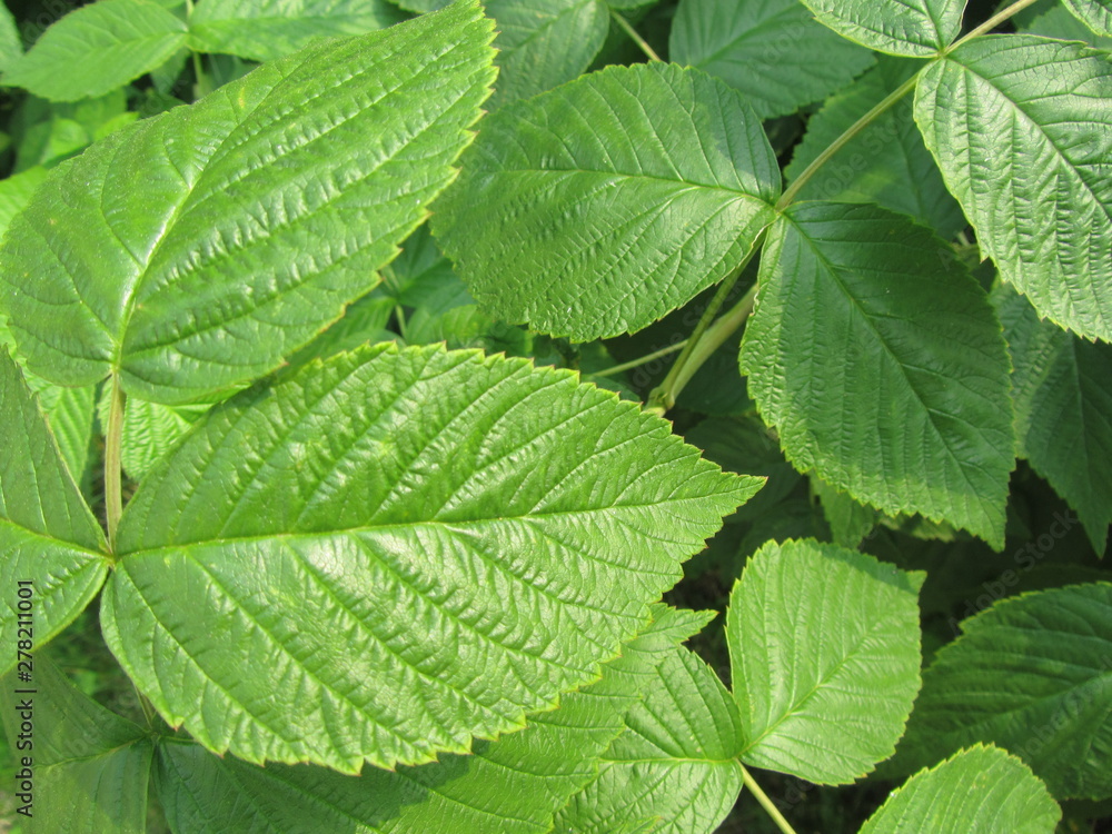 Macro photography raspberry leaves. Green natural background. Garden plants wallpaper. Macro photography raspberry leaves. Green natural background. Garden plants wallpaper.